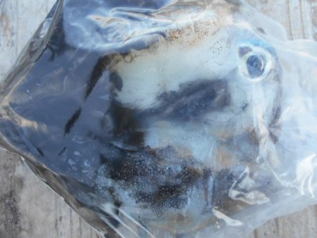 こかわ渡船　雅丸 釣果