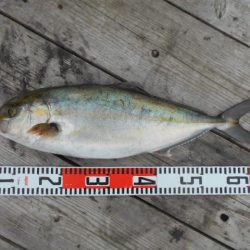 こかわ渡船　雅丸 釣果