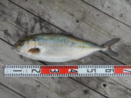 こかわ渡船　雅丸 釣果