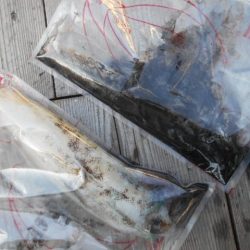 こかわ渡船 雅丸 釣果