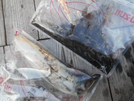 こかわ渡船 雅丸 釣果