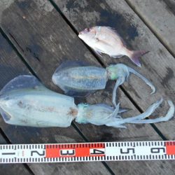 こかわ渡船 雅丸 釣果