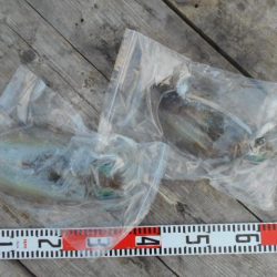 こかわ渡船 雅丸 釣果