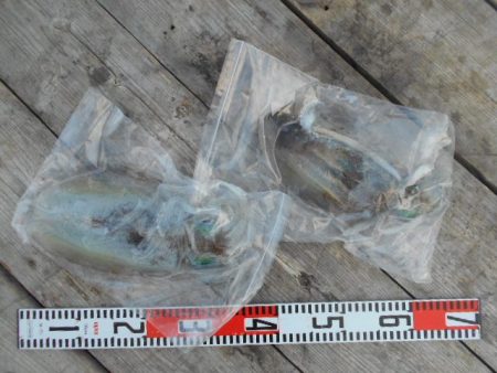 こかわ渡船 雅丸 釣果