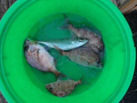 こかわ渡船 雅丸 釣果