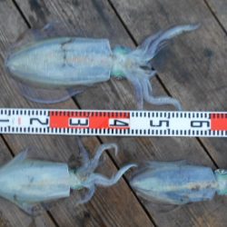 こかわ渡船 雅丸 釣果