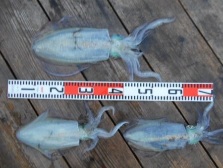 こかわ渡船 雅丸 釣果