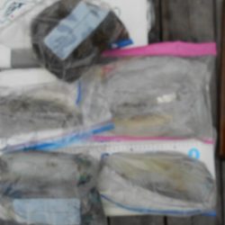 こかわ渡船　雅丸 釣果