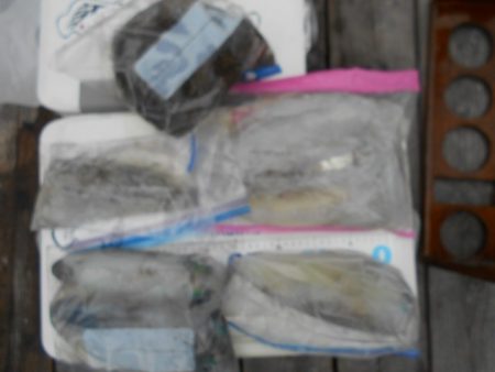 こかわ渡船　雅丸 釣果