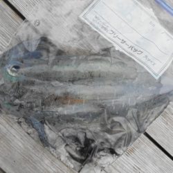 こかわ渡船　雅丸 釣果