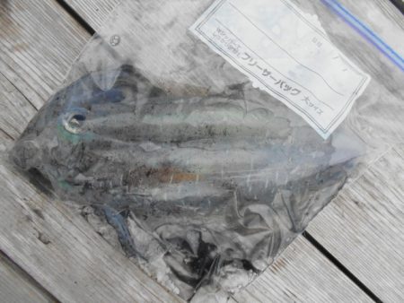 こかわ渡船　雅丸 釣果