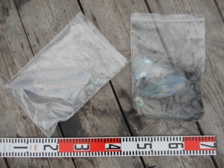 こかわ渡船　雅丸 釣果