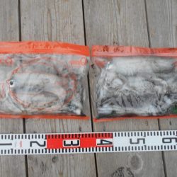 こかわ渡船　雅丸 釣果