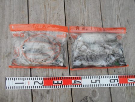 こかわ渡船　雅丸 釣果