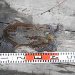 こかわ渡船　雅丸 釣果