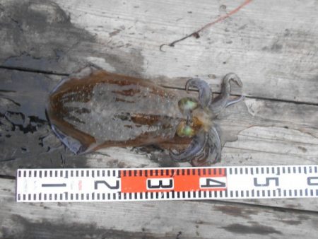 こかわ渡船　雅丸 釣果