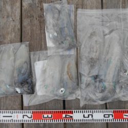 こかわ渡船 雅丸 釣果