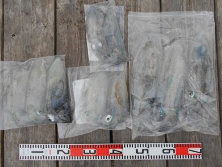 こかわ渡船 雅丸 釣果