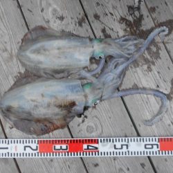 こかわ渡船 雅丸 釣果