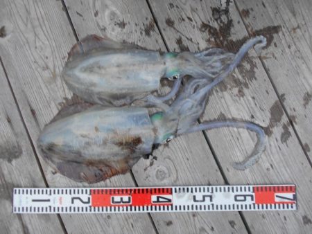 こかわ渡船　雅丸 釣果