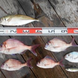 こかわ渡船 雅丸 釣果