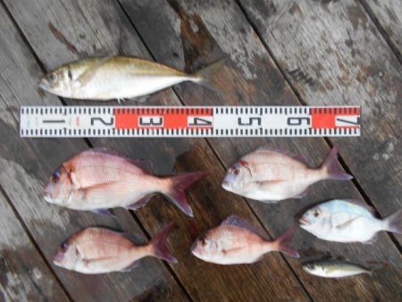 こかわ渡船 雅丸 釣果