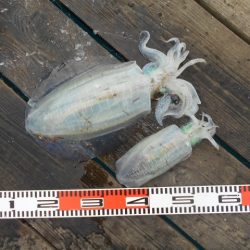 こかわ渡船　雅丸 釣果