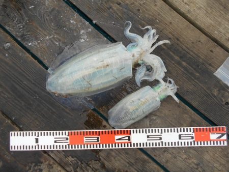 こかわ渡船　雅丸 釣果