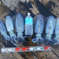 こかわ渡船　雅丸 釣果