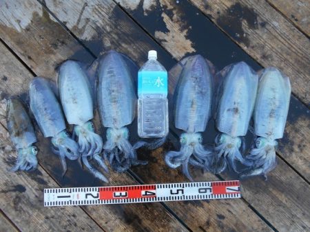 こかわ渡船　雅丸 釣果