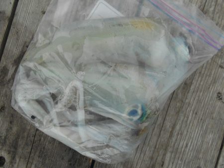 こかわ渡船　雅丸 釣果