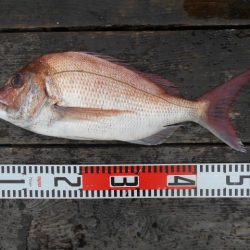 こかわ渡船　雅丸 釣果