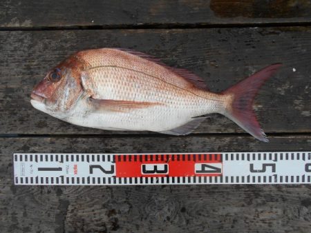 こかわ渡船　雅丸 釣果