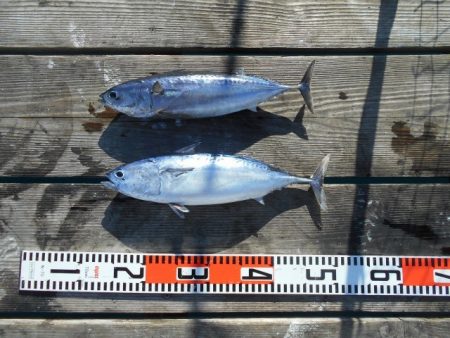 こかわ渡船　雅丸 釣果
