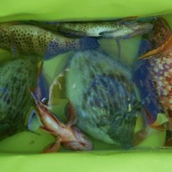 こかわ渡船 雅丸 釣果