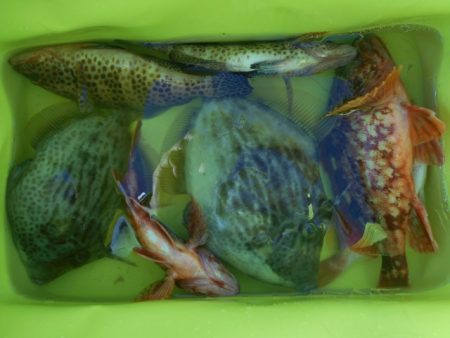 こかわ渡船　雅丸 釣果