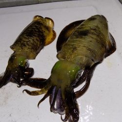 フィッシングボート空風(そらかぜ) 釣果