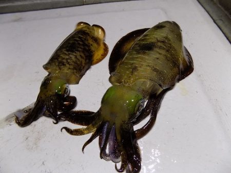 フィッシングボート空風(そらかぜ) 釣果