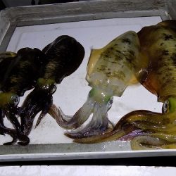 フィッシングボート空風(そらかぜ) 釣果