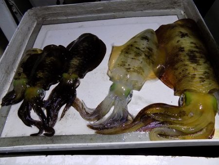 フィッシングボート空風(そらかぜ) 釣果