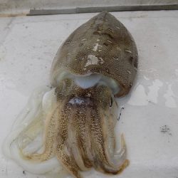 フィッシングボート空風(そらかぜ) 釣果