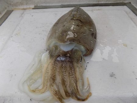 フィッシングボート空風(そらかぜ) 釣果