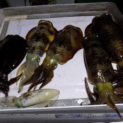 フィッシングボート空風(そらかぜ) 釣果