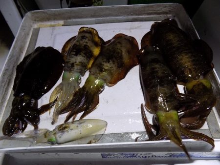 フィッシングボート空風(そらかぜ) 釣果