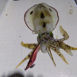 フィッシングボート空風(そらかぜ) 釣果