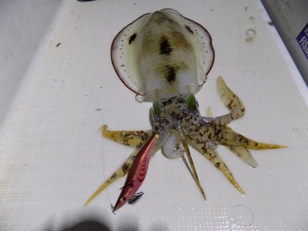 フィッシングボート空風（そらかぜ） 釣果