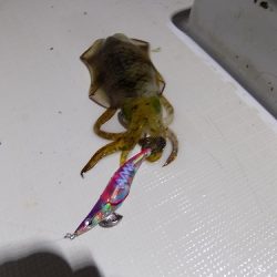 フィッシングボート空風(そらかぜ) 釣果