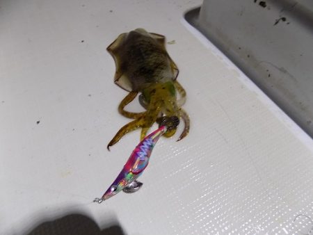 フィッシングボート空風(そらかぜ) 釣果