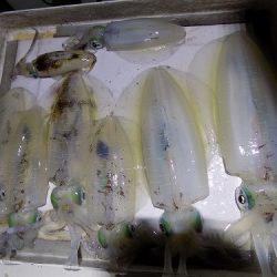 フィッシングボート空風(そらかぜ) 釣果