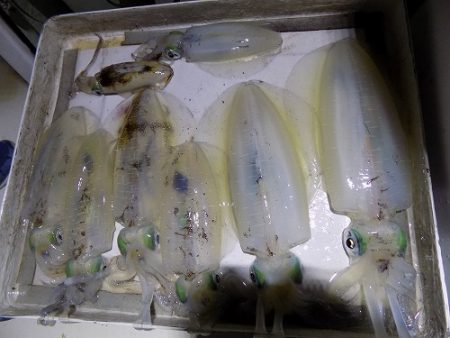 フィッシングボート空風(そらかぜ) 釣果